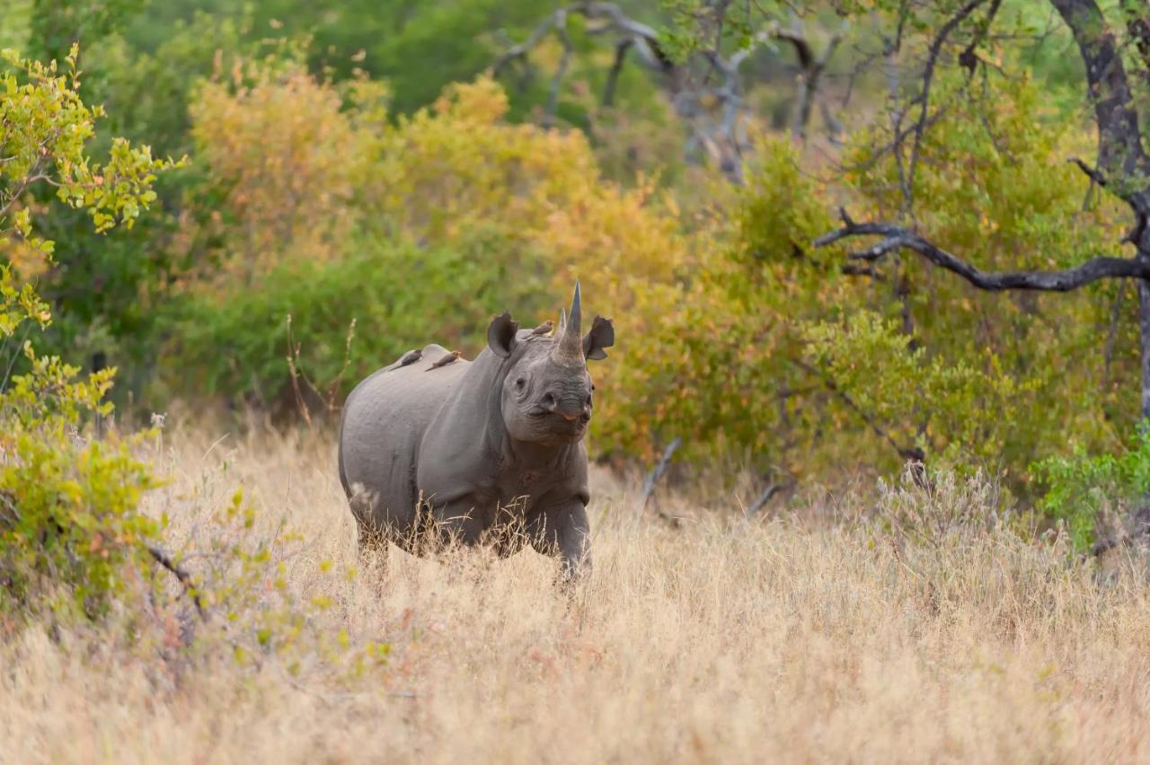 Pondoro Game Lodge - All Inclusive Balule Game Reserve Esterno foto