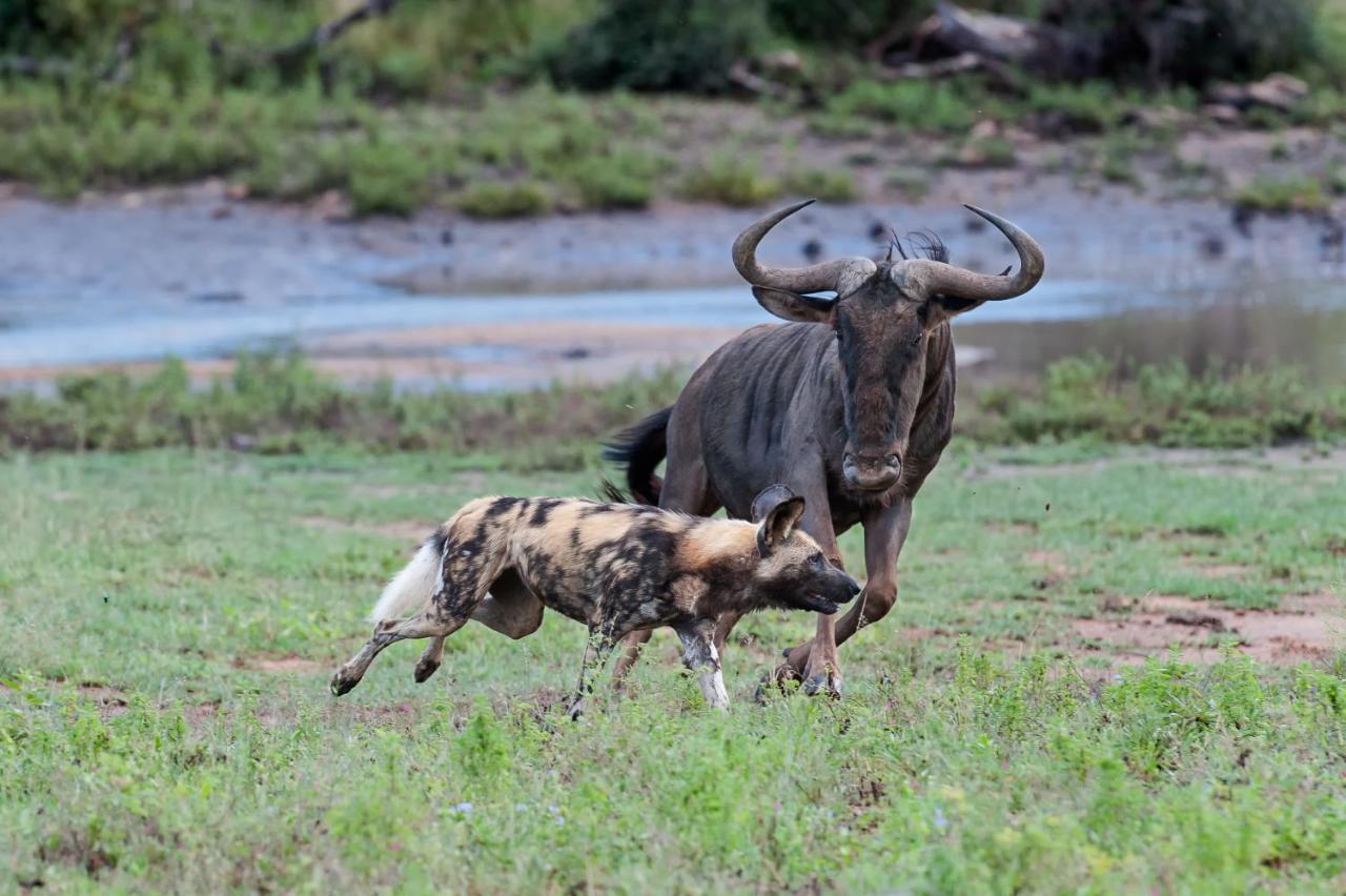 Pondoro Game Lodge - All Inclusive Balule Game Reserve Esterno foto