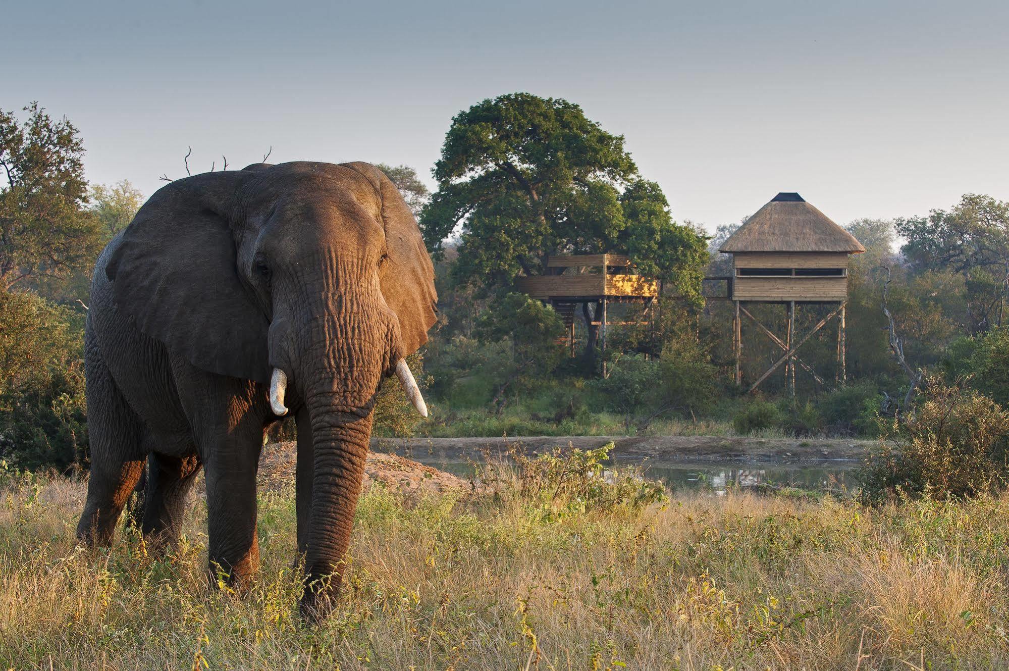 Pondoro Game Lodge - All Inclusive Balule Game Reserve Esterno foto